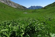 77 Discesa sul sent. 231 nei verdi pascoli dell'alta Val Vedra
